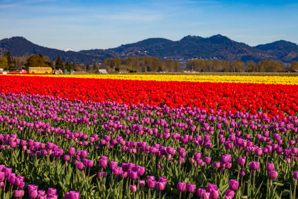 istock A field of colorful tulips in spring 867506612