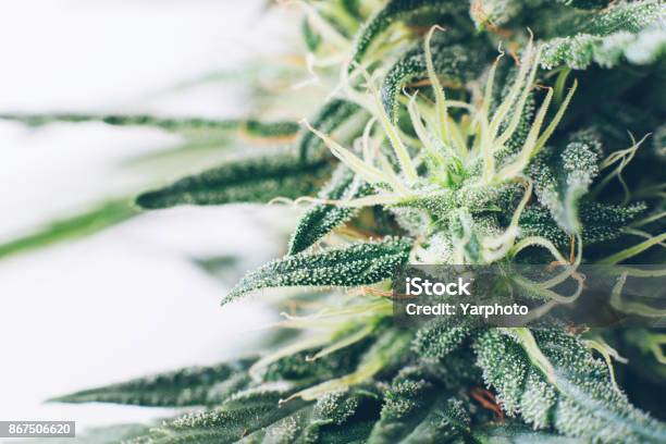 Marijuana Flowers Stock Photo - Download Image Now - Cannabis Plant, Cannabis - Narcotic, Flower