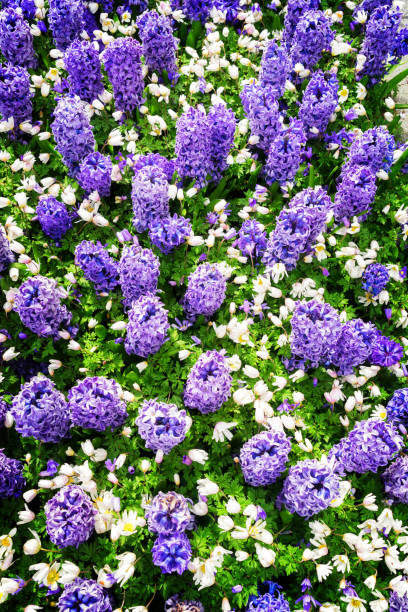 istock blue hyacinth flowerbed 867507134