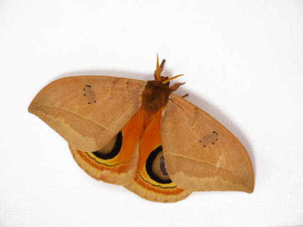 istock Automeris excteta moth from mountains of Mexico 867510362