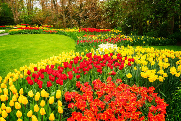 istock Rows of tulip flowers 867513186