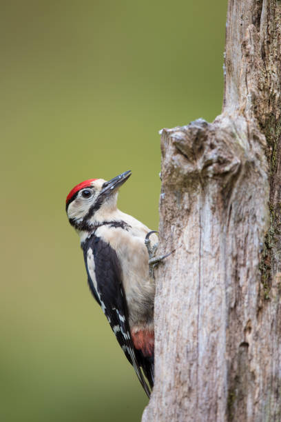 istock Woody woodpecker 867516266
