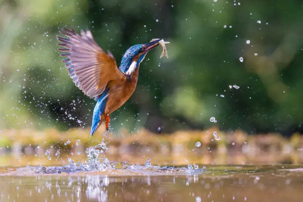 Kingfisher emerging with a fish