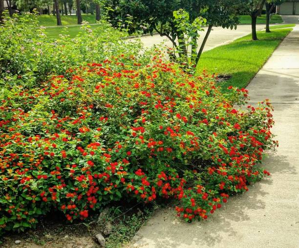 istock American Red Bush Lantana Growing Out of Control 867516966