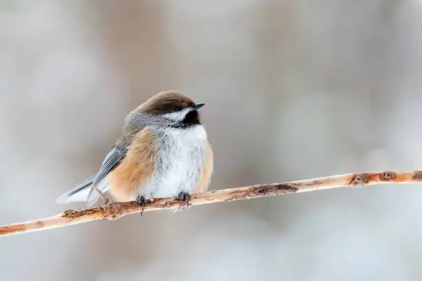 Photo of Boreal Chickadee - Poecile hudsonicus