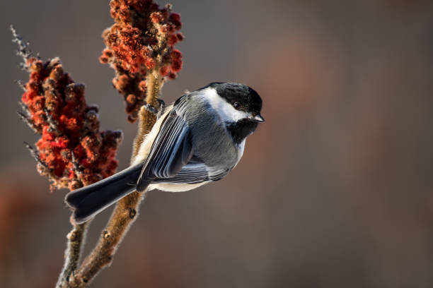 istock Black-capped Chickadee - Poecile atricapillus 867519132