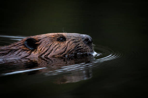 istock North American Beaver - Castor canadensis 867519378