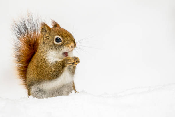 istock American Red Squirrel - Tamiasciurus hudsonicus 867519390