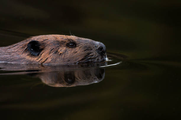 istock North American Beaver - Castor canadensis 867519420