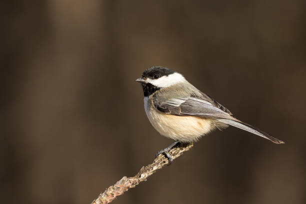 istock Black-capped Chickadee - Poecile atricapillus 867519428