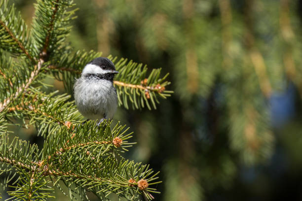 istock Black-capped Chickadee - Poecile atricapillus 867519446
