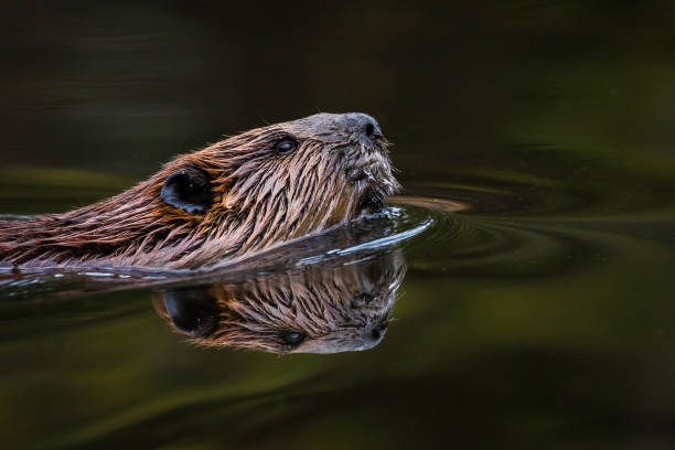 North American Beaver - Castor canadensis