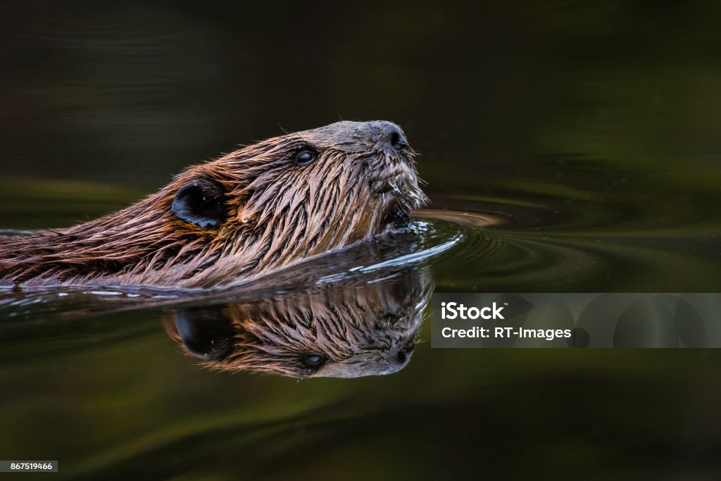 North American Beaver - Castor canadensis North American Beaver - Castor canadensis, close-up portrait and reflection while swimming in the still water of it's pond. Beaver Stock Photo