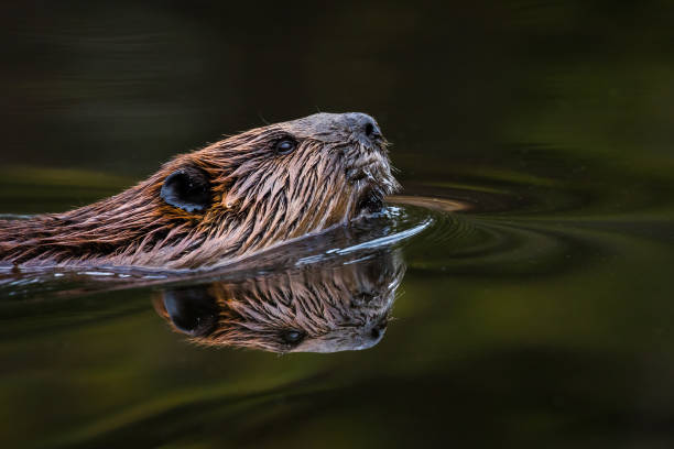 North American Beaver - Castor canadensis North American Beaver - Castor canadensis, close-up portrait and reflection while swimming in the still water of it's pond. beaver stock pictures, royalty-free photos & images
