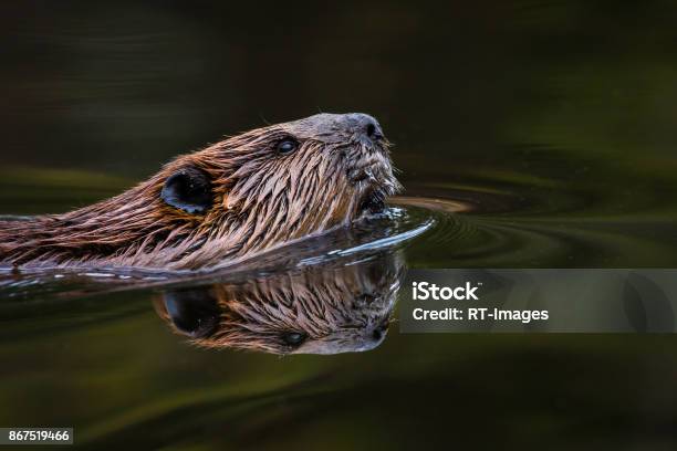 North American Beaver Castor Canadensis Stock Photo - Download Image Now - Beaver, Swimming, Canada