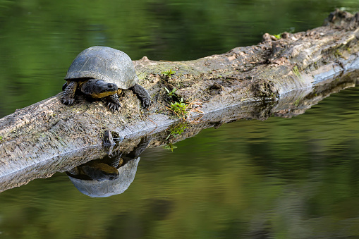 Blanding's Turtle - Emydoidea blandingii, this endangered species turtle is enjoying the warmth of the sun atop a fallen tree.  The surrounding water reflects the turtle, tree, and summer foliage.