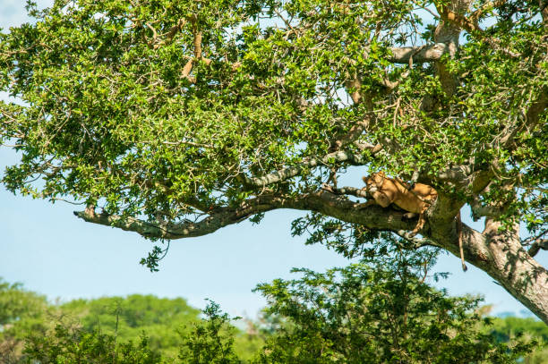 istock Tree Lion, Lake Mburo National Park Uganda 867519820