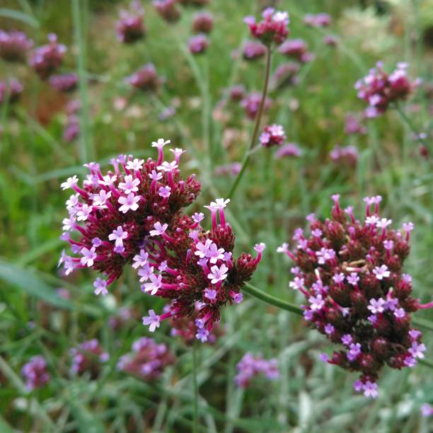 istock Purple Verbena Flowers 867519846