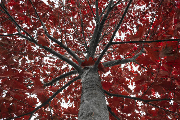 istock Red oak treetop covered in red autumn leaves 867519868