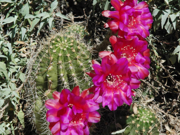 istock Sonoran Desert Cactus with bright flowers 867521292