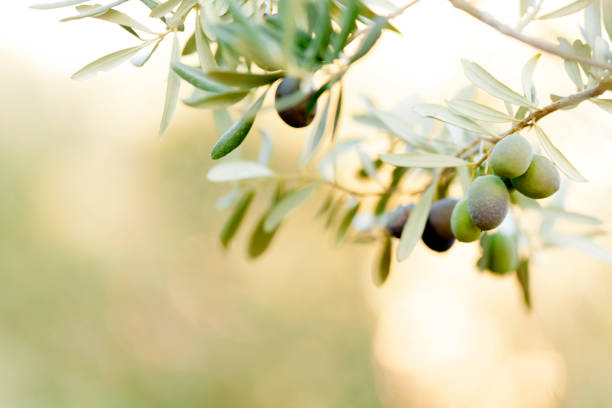 olive fruit - olive tree imagens e fotografias de stock