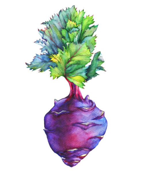 ilustrações, clipart, desenhos animados e ícones de couve-rábano repolho roxo fresco com verde folhas (nabo alemão). ilustração de pintura aquarela mão em isolar o fundo branco. - cole