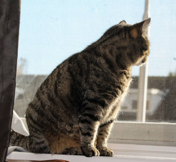 istock Gray house cat sitting by window 867527944