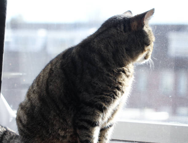 istock Gray house cat sitting by window 867527950