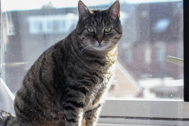 istock Gray house cat sitting by window 867527954
