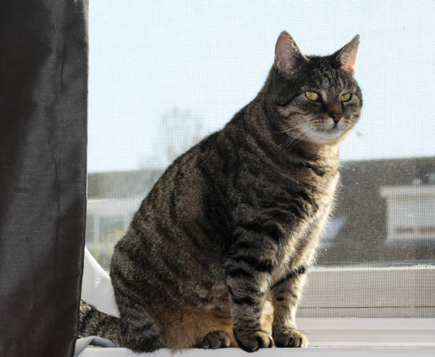 istock Gray house cat sitting by window 867527988
