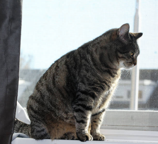 istock Gray house cat sitting by window 867527994