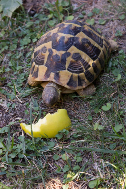 istock Turtle eating an apple in a garden 867528060