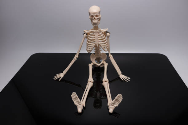 istock The Skeleton sitting on a black reflection plate with the white backdrop 867530998