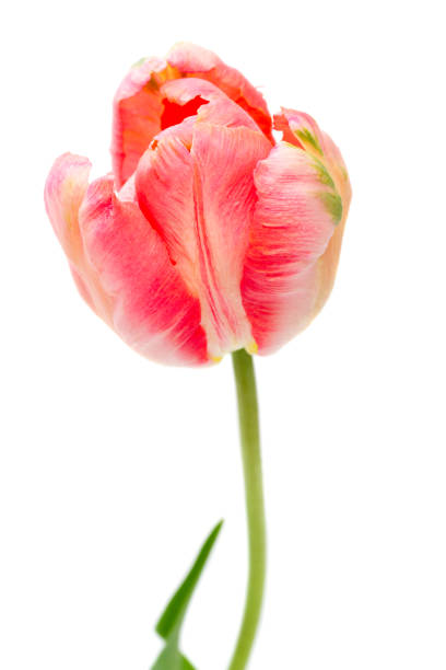 istock Pink Parrot Tulip isolated on white 867534048