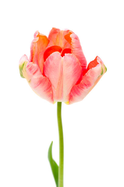 istock Pink Parrot Tulip isolated on white 867534080