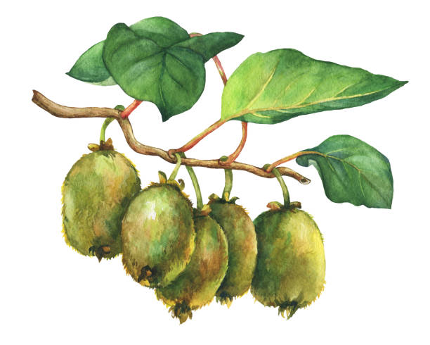 ilustrações, clipart, desenhos animados e ícones de ilustração da planta de kiwi (actinidia chinensis) um ramo com folhas e frutas. mão desenhado em aquarela pintura sobre fundo branco. - actinidia