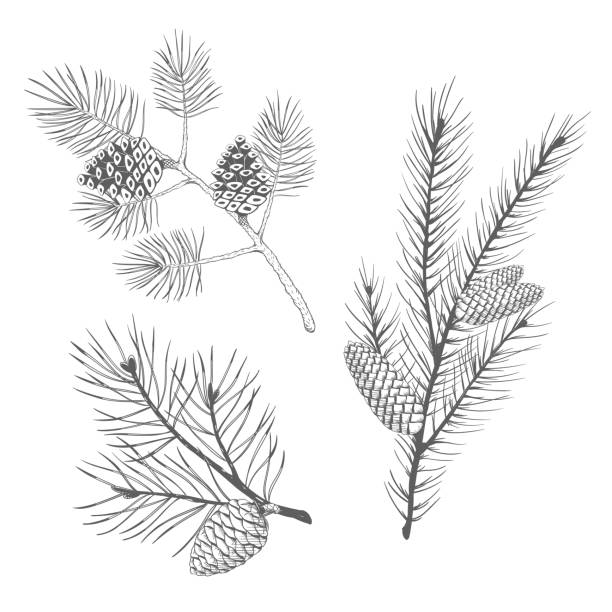 손 그려진된 집합이 전나무와 소나무 가지. 벡터 일러스트입니다. - pine branch pine tree pine cone stock illustrations