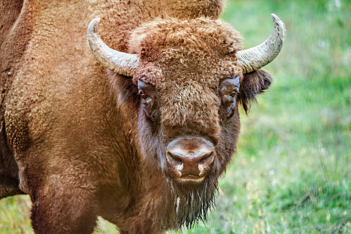 Wild bison on the green grass background.