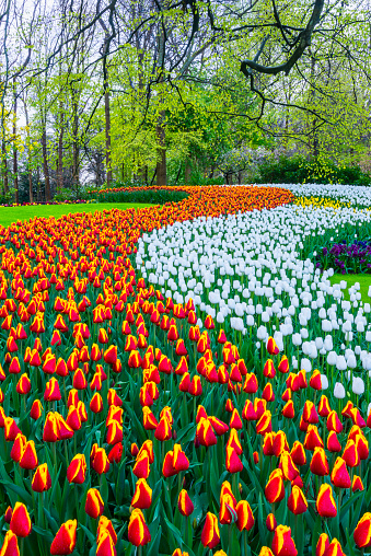 Beautiful view of beautiful colorful flower bed on green lawn background in park. Sweden.