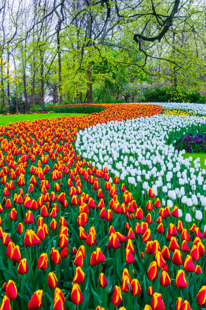 Spring Flowers in a Park Colorful tulips, daffodils and hyacinths in a park hyacinth red stock pictures, royalty-free photos & images