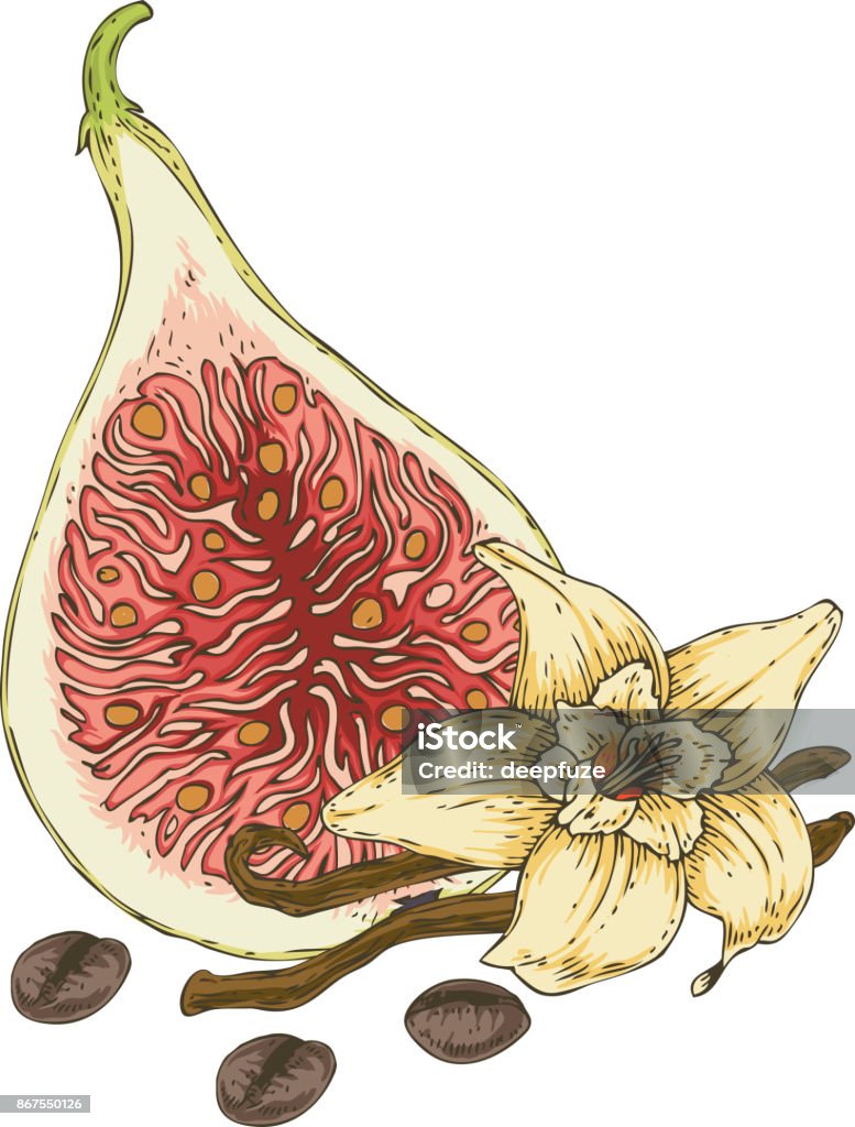 Ilustración de Flor De Vainilla Higo Y Granos De Café y más Vectores Libres de Derechos de Alimento - Alimento, Bebida, Blanco - Color - iStock Ilustración de Flor De Vainilla Higo Y Granos De Café y más Vectores Libres de Derechos de Alimento - Alimento, Bebida, Blanco - Color - iStock