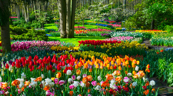 Colorful tulips, daffodils and hyacinths in a park