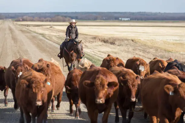 Photo of cattle drive