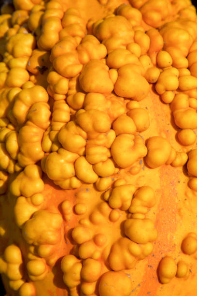 istock a warty gourd at the pumpkin patch 867556124