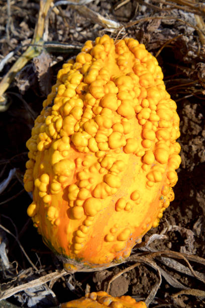 a warty gourd on the ground  at the pumpkin patch