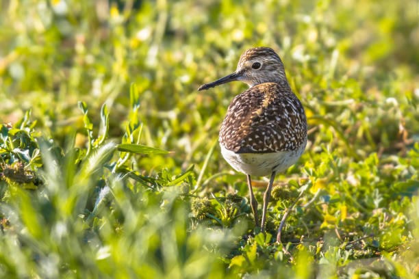 Common sandpiper during migration in Cyprus salt marsh