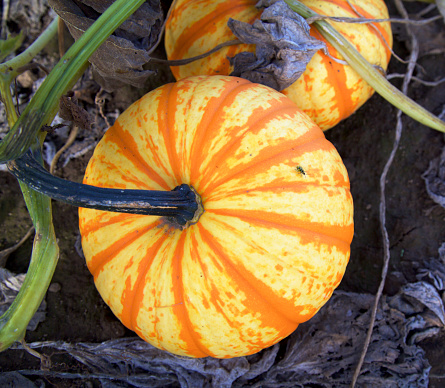 a yellow/orange warty gourd on the ground  at the pumpkin patch with a Spotted cucumber beetle