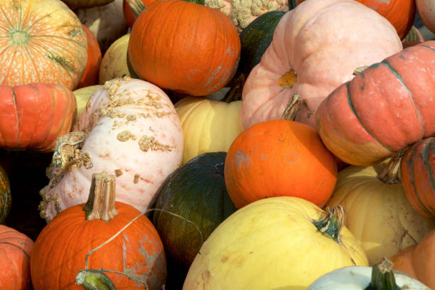 a stack  of a variety of pumpkins and winter squash from the pumpkin patch