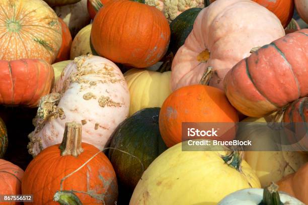 A Variety Of Pumpkins And Winter Squash From The Pumpkin Patch In A Stack Stock Photo - Download Image Now