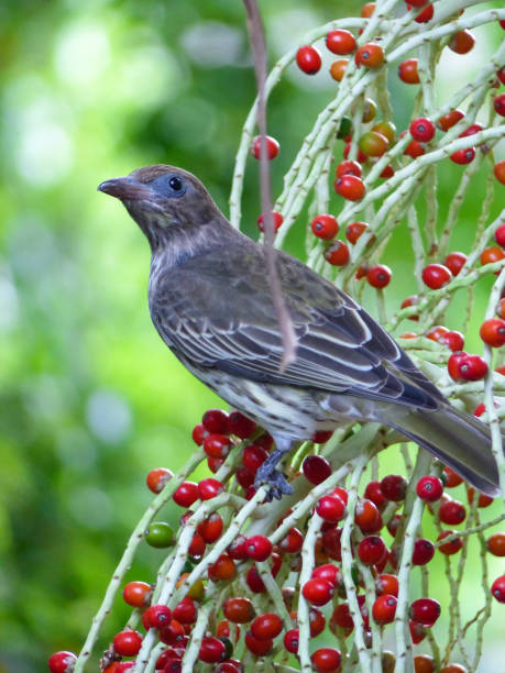 istock Australasian Figbird feeding on Alexandra Palm Fruits 867557308